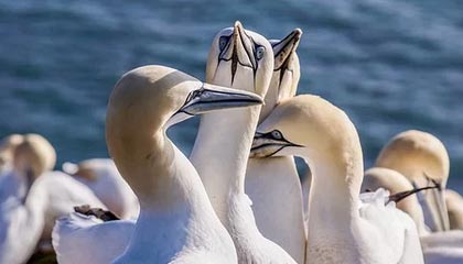 Kaiyun中国官网：连接品质与创新的官方入口