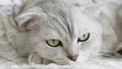 开云之路：以云为翼，加速商业跃迁